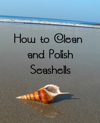 How to Clean and Polish Seashells