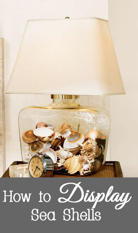 Tips and Tricks for How to Display Sea Shells
