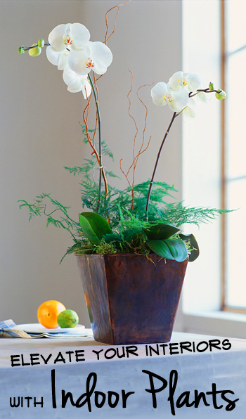 Elevate Your Interior Design with Indoor Plants